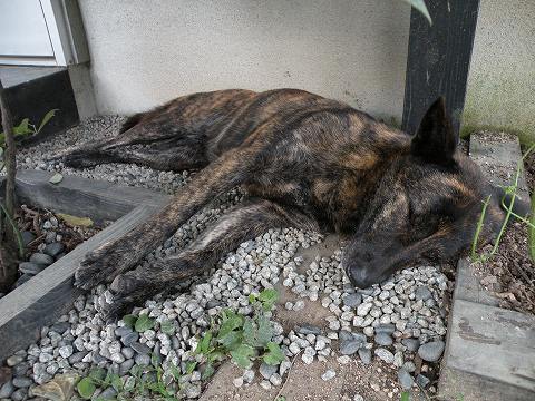 Img_0de45bb811cd9a4ea7ebd8e90fb7bec83c6f3705