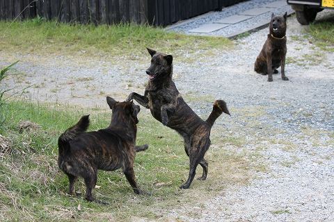 Img_3b003a9f98ff42480bdd97b96b8448f2397de822