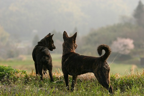 Img_49ecc5390197a88dd39fb5e88ce3d8da94417cc9