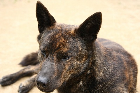 Img_4b402c32cfbbfcf31179e399ea4ab70fcd1c93aa