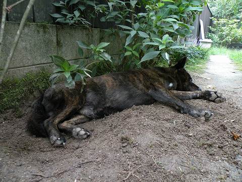 Img_60ea78e13fd6e044c796c3067f1728bf29fa7739