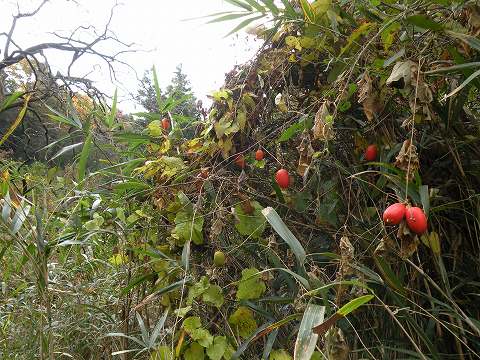 Img_6f31104fed123f22db5ccf96f2c41d2f064d9995