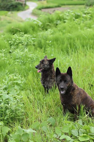 Img_aa28da30d06a97137ea6ffae8b626e708af4d840