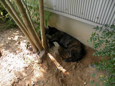 Img_ba981d6757c6cbc9f49f82c5cdc8e6a3fe10ac19