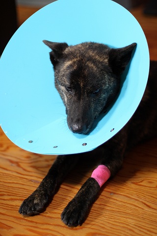 Img_c029a2d4fa2c087083094bed31caa6c758debc0c