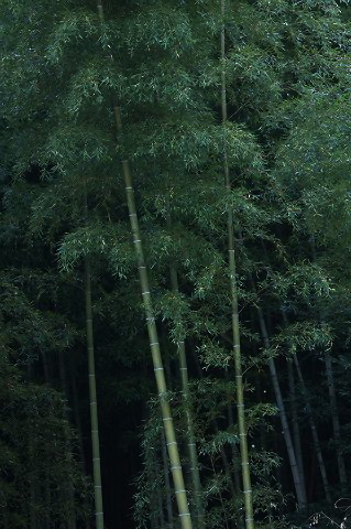 Img_da3bbc557d929a61ba9c94613a631c6a8bf77935