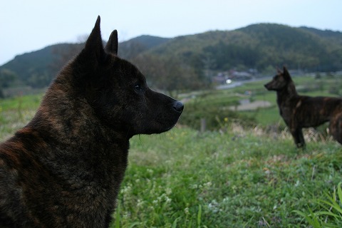 Img_fb8e359e3fa233594b72ab2ac77c627f9704baae