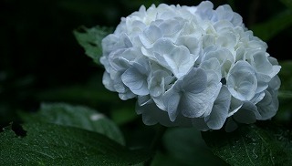 平等寺の風景・植物