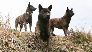 甲斐犬　銀三一家