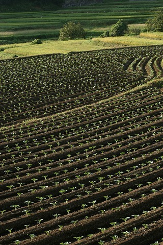 Img_00b576005e468ed68358ec9f2f5f3db6