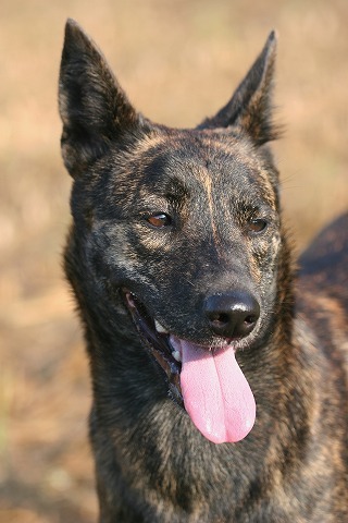 Img_01797609b40740ebd5393eab08746ada