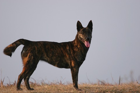 Img_07bc13ad115261751bdc006b504fd5ed