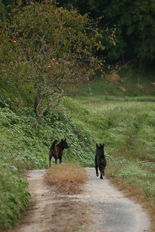 Img_07f9c914fdf2beb5859d14f7da18234c