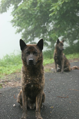 Img_09a703cf67bc79ce2273455c17852be4