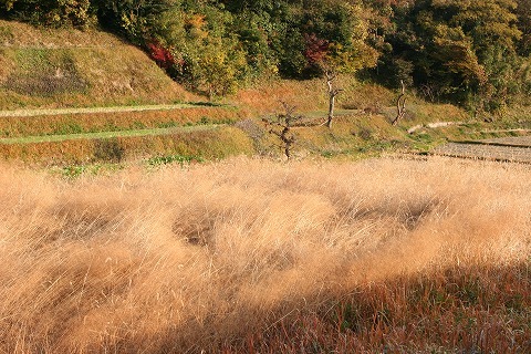 Img_0a9bd37a16671dab5c49489f2d560ae5