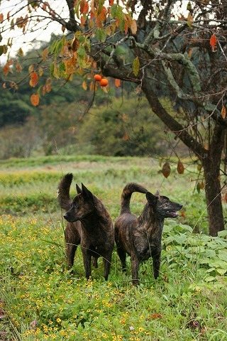 Img_0c9f47cbff7a21a98f5150bcfff5a32c