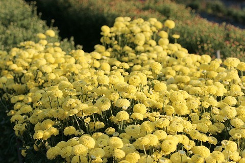 Img_112e3c8ec0318b5b88d11156c8665dea