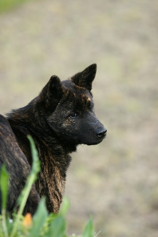 Img_14900428cae1af8d1cb333accebb075e