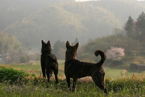 Img_169191ef522bcd4d36728a9a8fc38be4