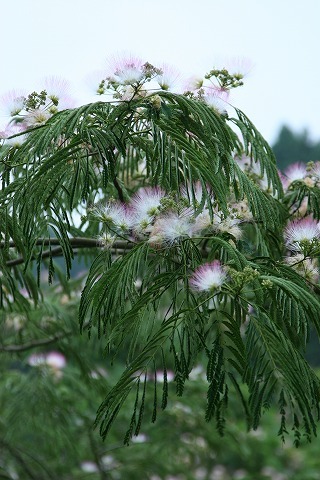 Img_189bf838ee50e78996bff79ec70ebfb5