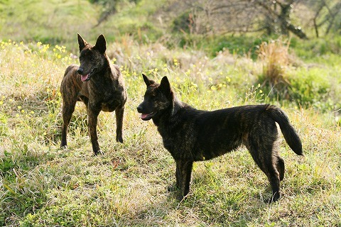 Img_2408ce0a9ccf15ccff6803750ac8aa3b