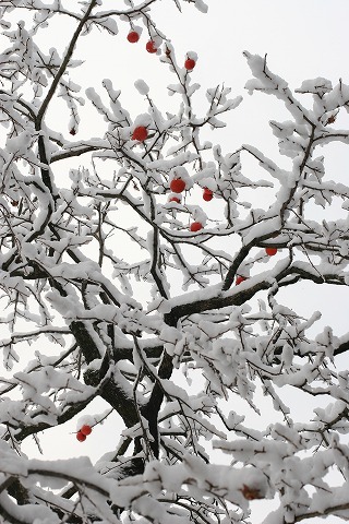 Img_2a2ce411c4a973360f97336f3f9e0065