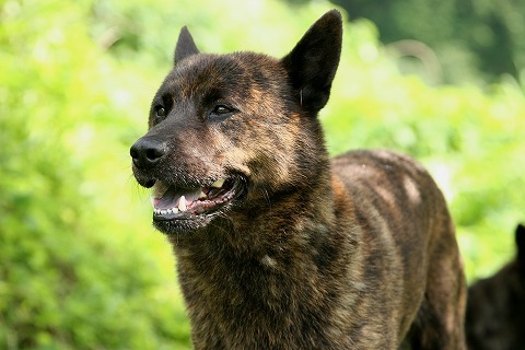 Img_2b1766bfdaf33b43d0020bfaaff14530