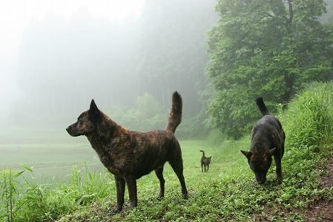 Img_2f728fc2835770976f8d0cd1492e569a