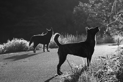 Img_34e876f805540e2782b66b3d0ecd1f99