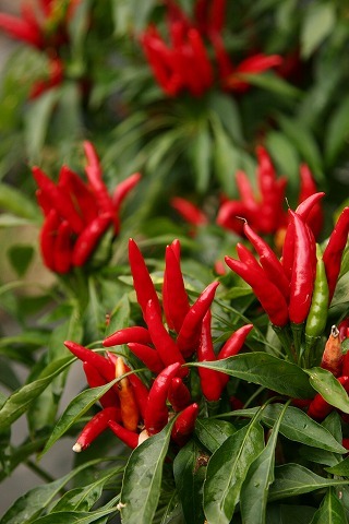 Img_34ef32922cf4504e3e74bd2936a1417a