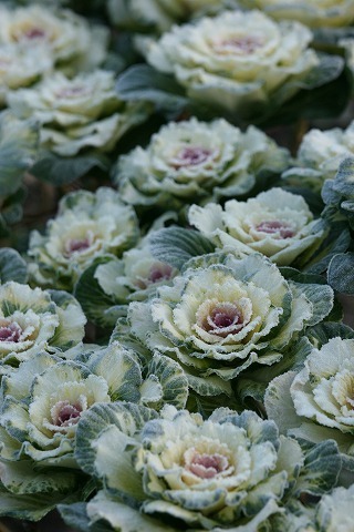 Img_388d04ea7a51666eb2a8f343984343c9