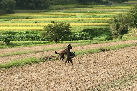 Img_3a09bf8f85274261720aca353f2e330a