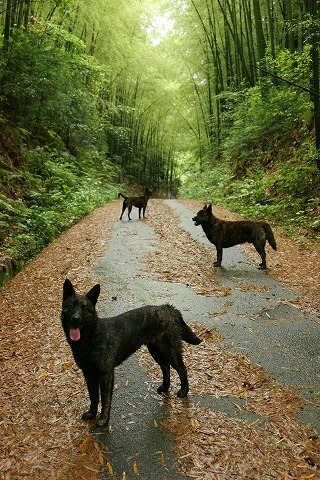 Img_42e3867716e0eb4531435bbabf69fb7d