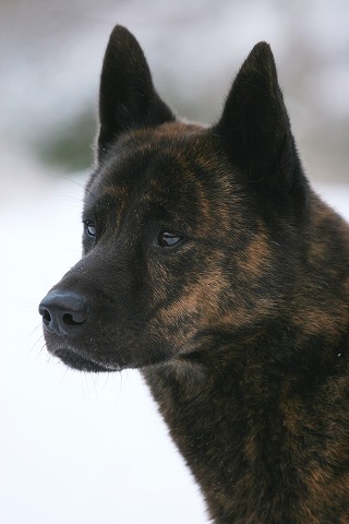 Img_43c4970f17c099ab429a8346a9d0199f