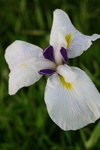 Img_4a897b94abdbcc402491d8e46b14bcaa