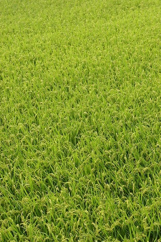 Img_4c3980eafbb2195084e9efe61a88ff4b