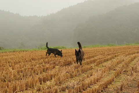 Img_53ee646fac09b4ffe0424a55ea6a747b