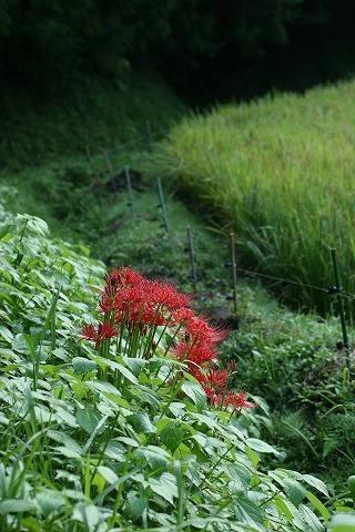 Img_5bfb2b4433280bc6670fc885180aa51d