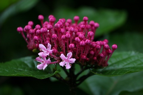 Img_5ee19b7f83f4a5f09ac3854765fa3c46