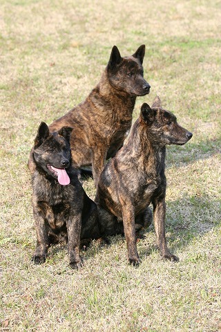 Img_63684551b030247eda6d18d493a1a3d5