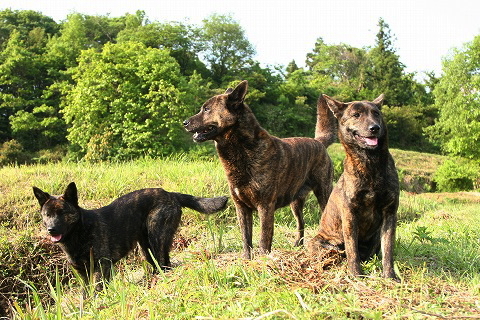 Img_6d6ab0612187f388a6092d16cfec309d