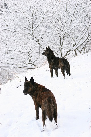 Img_77c1b7f0eeb108cbd5626da860234ac8