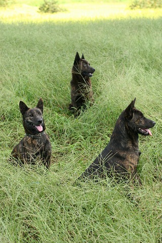 Img_79f7ffcfe4b7d158001456f48fa39ebb