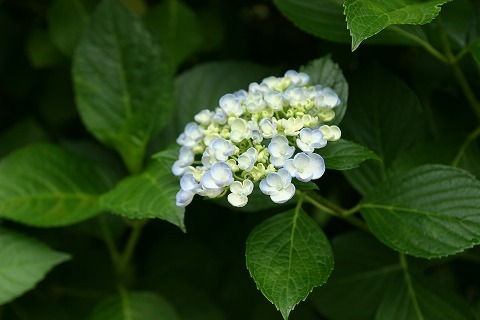 Img_7d088437ed79fa4c4055d254fb5cd83d