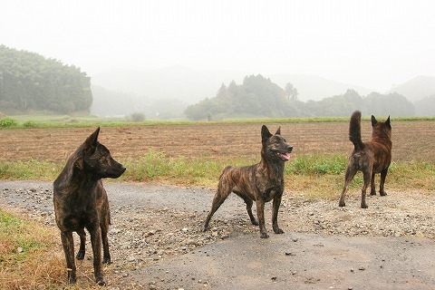 Img_827e34ef67f675d80dc0a3c8a71c2b34