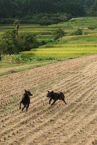 Img_89a9df3492c1fda4635d63a12c1832bc