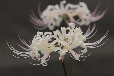 Img_8dc7883acf388356e3b749273062e738