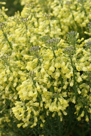 Img_8f021381d6e9bd2c158a61d5c0ceea15