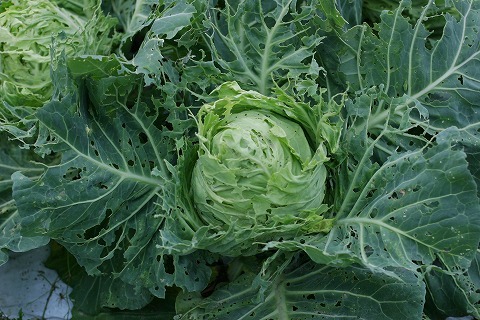 Img_90c53fc812ab91be67264e9f8d9bbcce