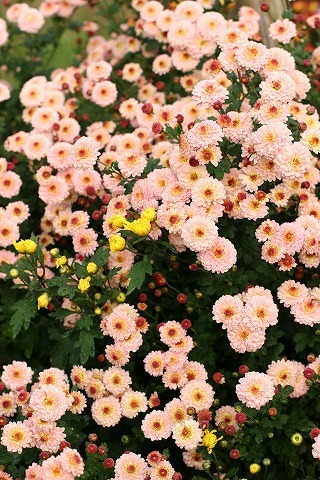 Img_9241c7620682c4c3cc7be62b99f601bf